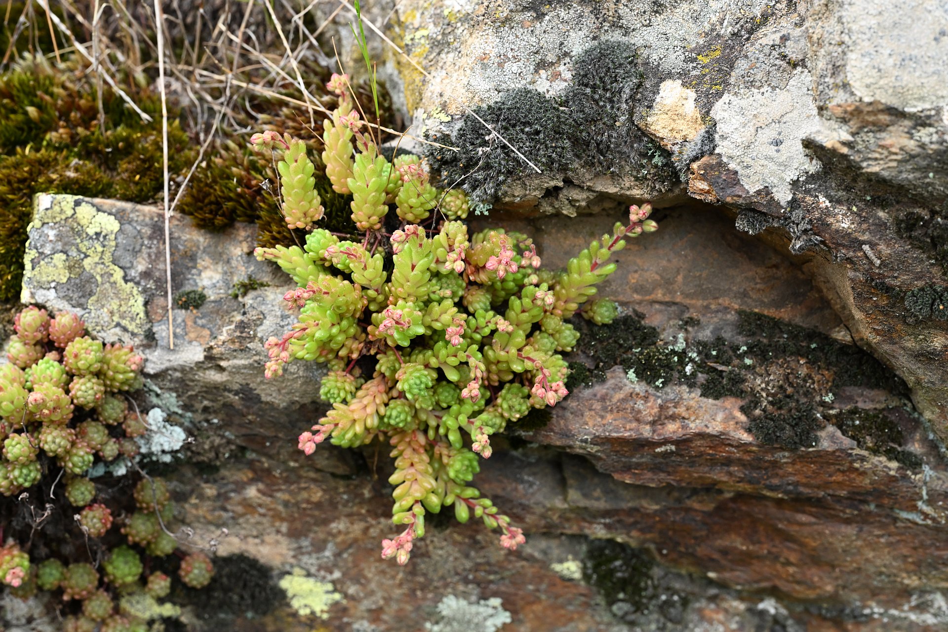 sedum
