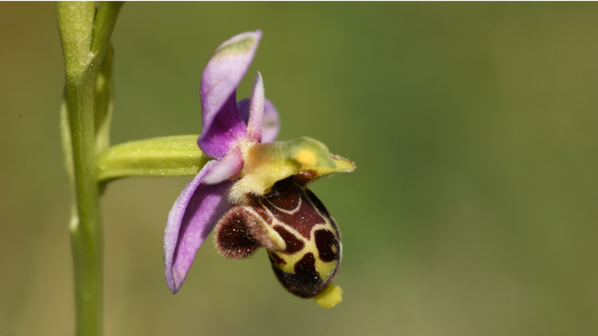 Ophrys scolopax