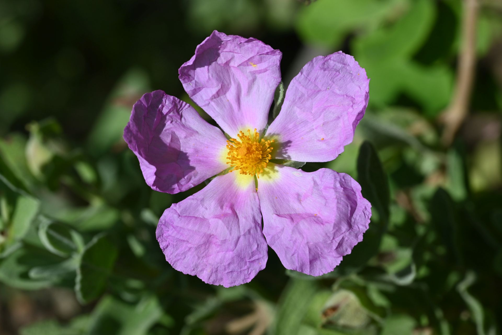 fleur Cistus albidus