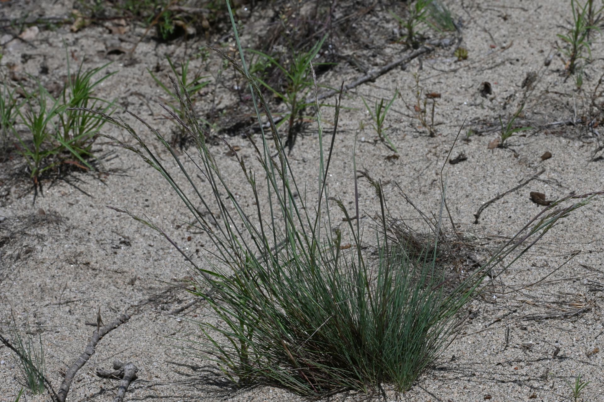 Corynephorus