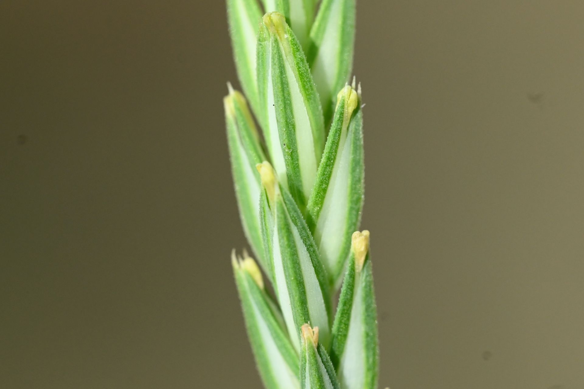 Crucianella