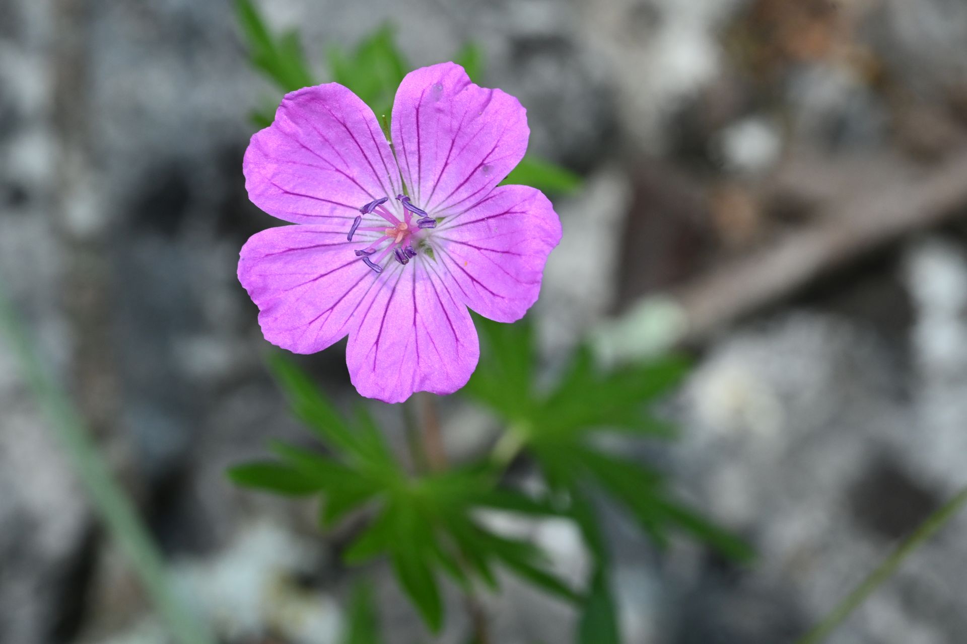 Geranium sanguineum