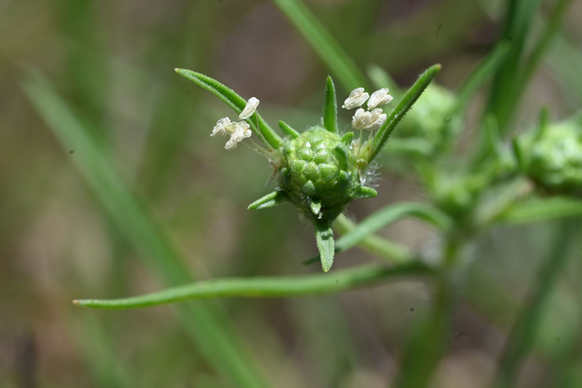 Plantago arenaria