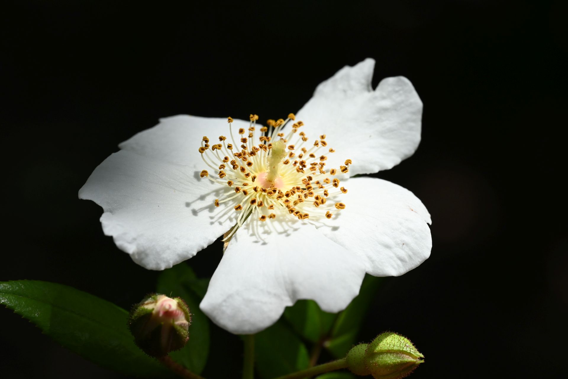 Rosa sempervirens
