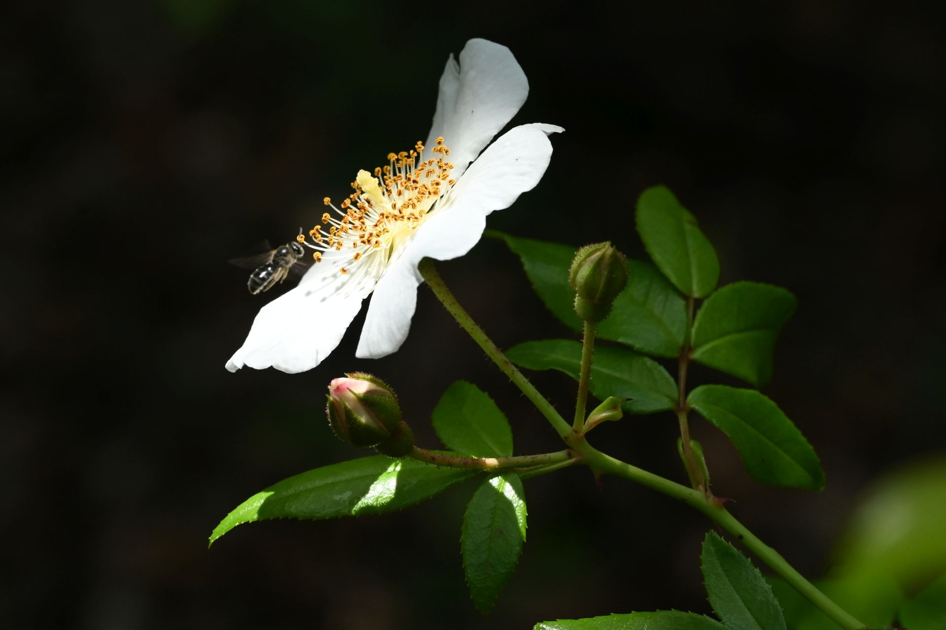 Rosa sempervirens