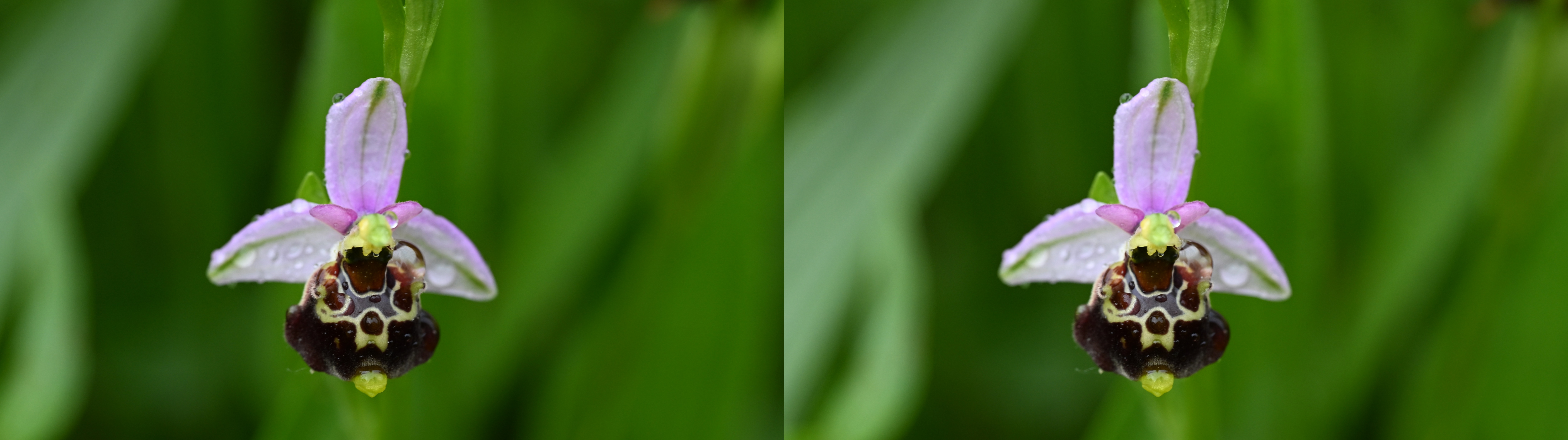 Ophrys fuciflora 3D Daniel NARDIN