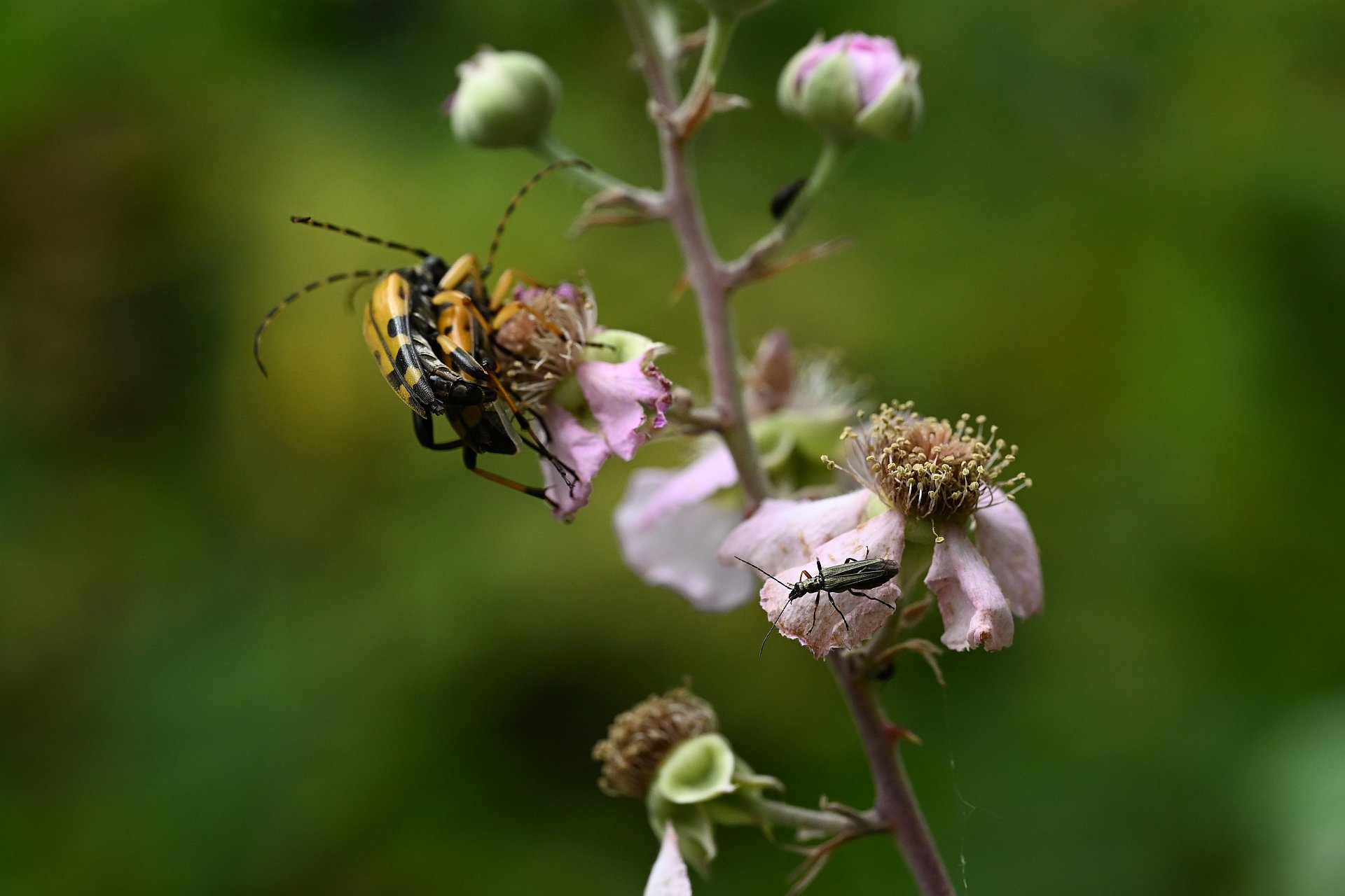 Strangalia maculata