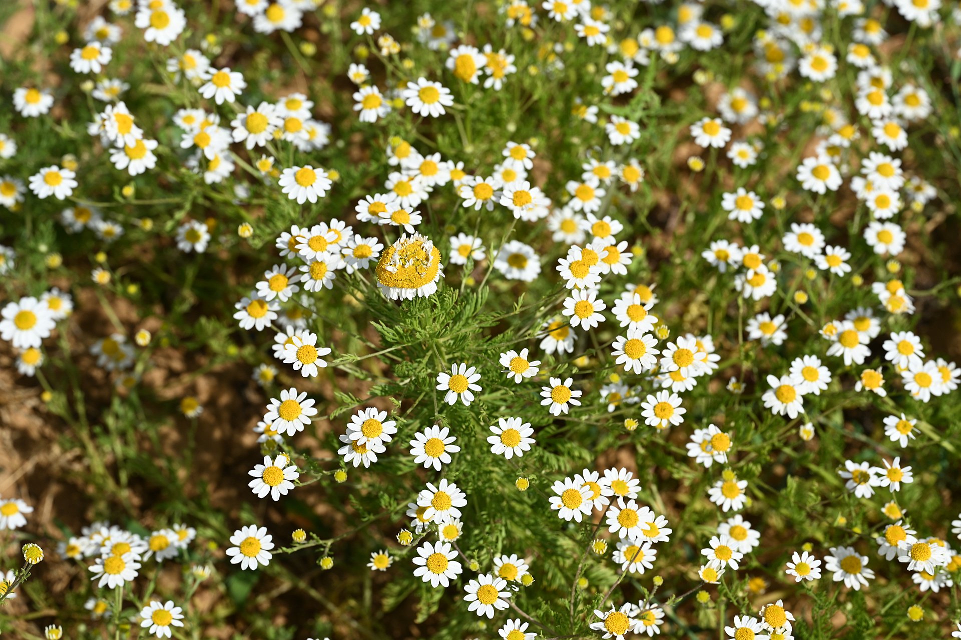Anthemis arvensis