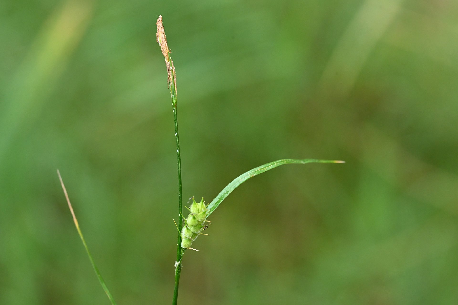 carex hirta