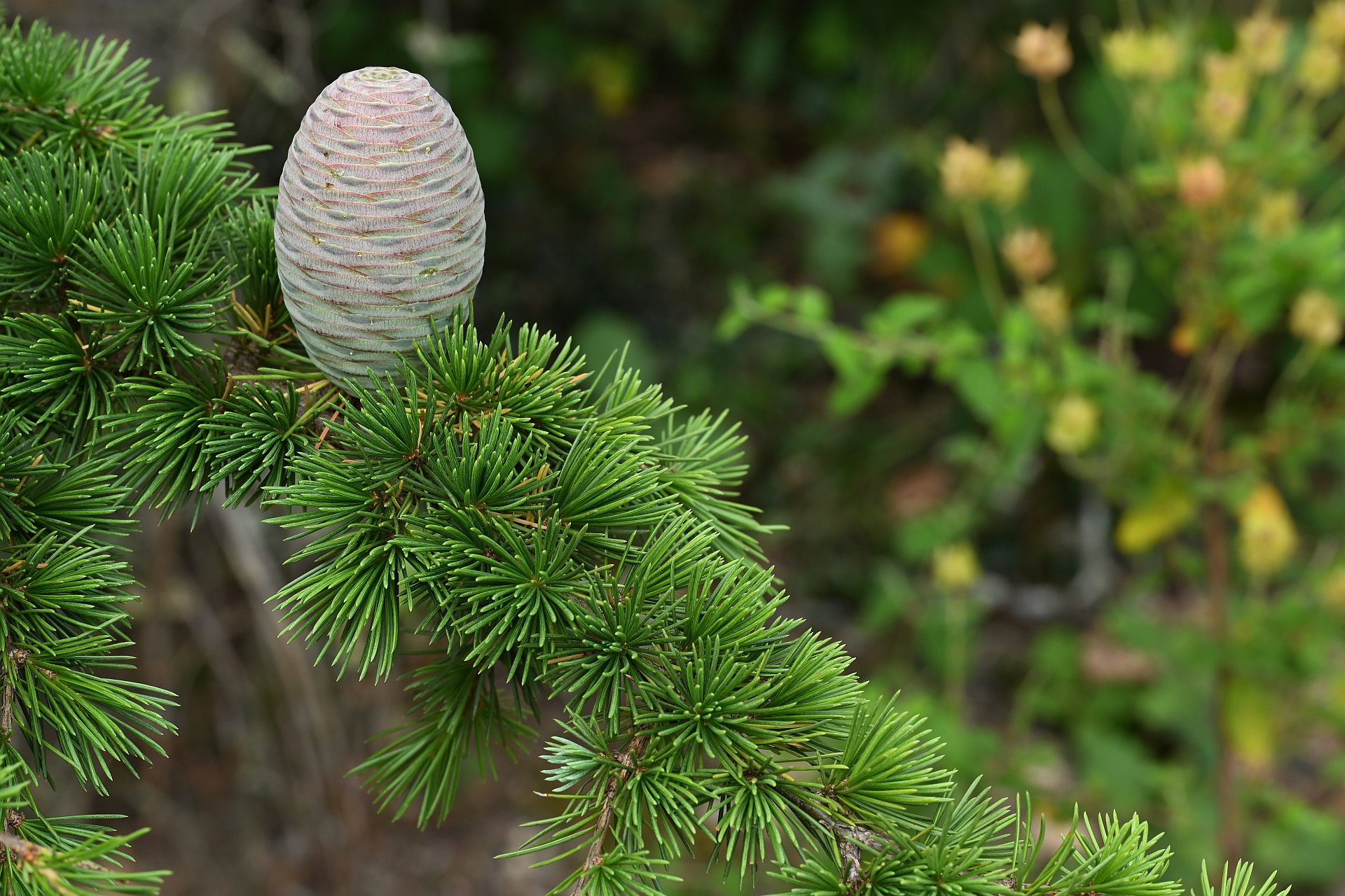 Cedrus