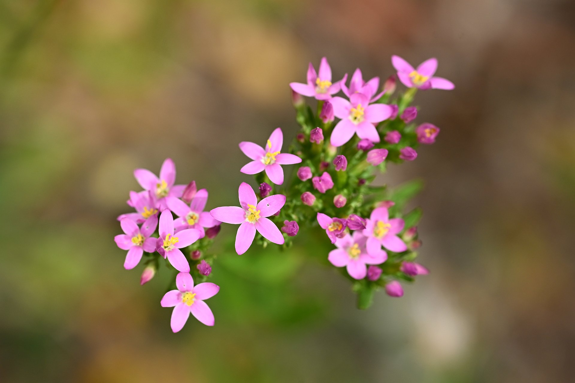 Centaurium erythraea