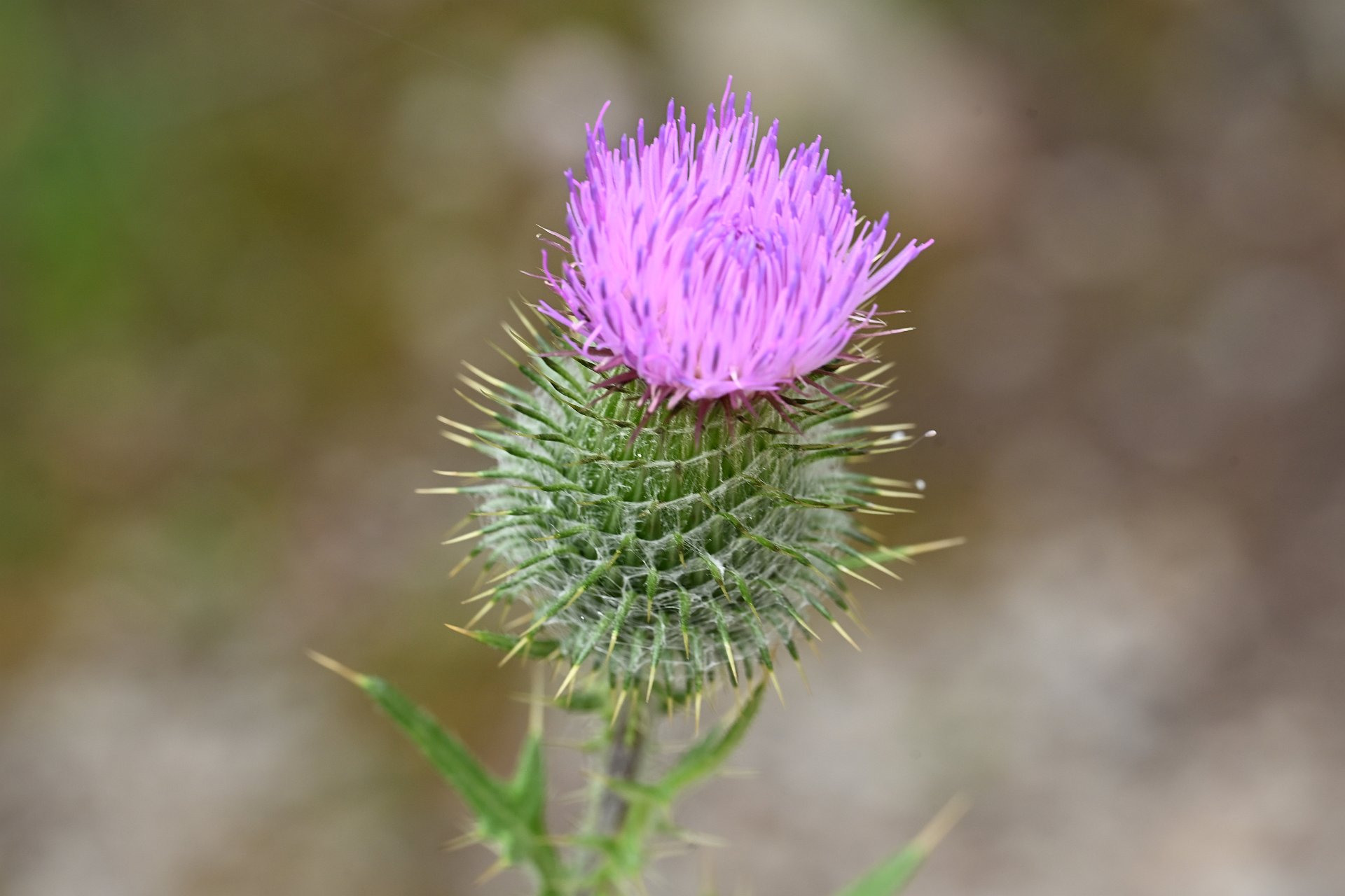Circium vulgare