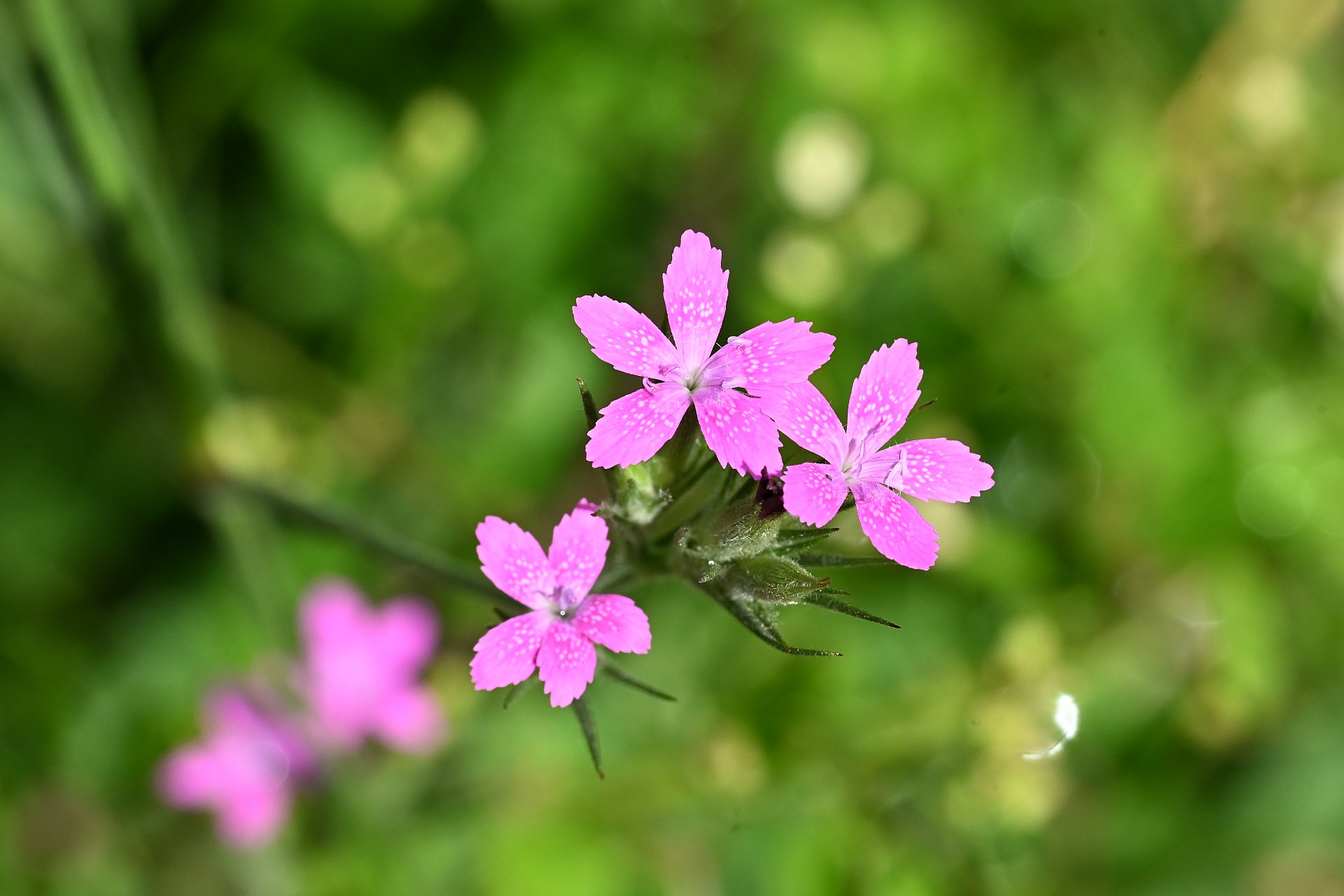 Dianthus armeria