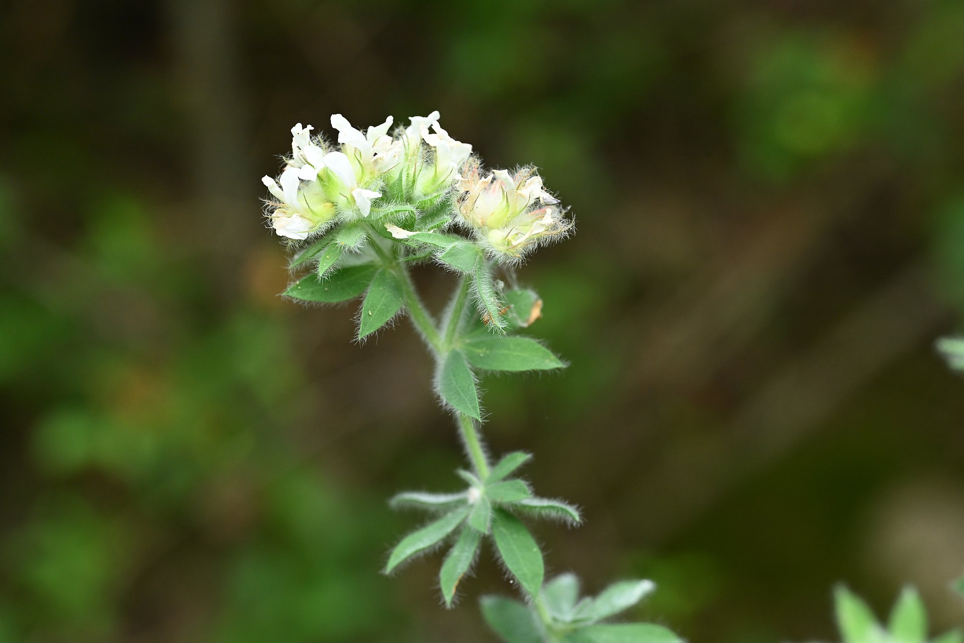 Lotus hirsutus