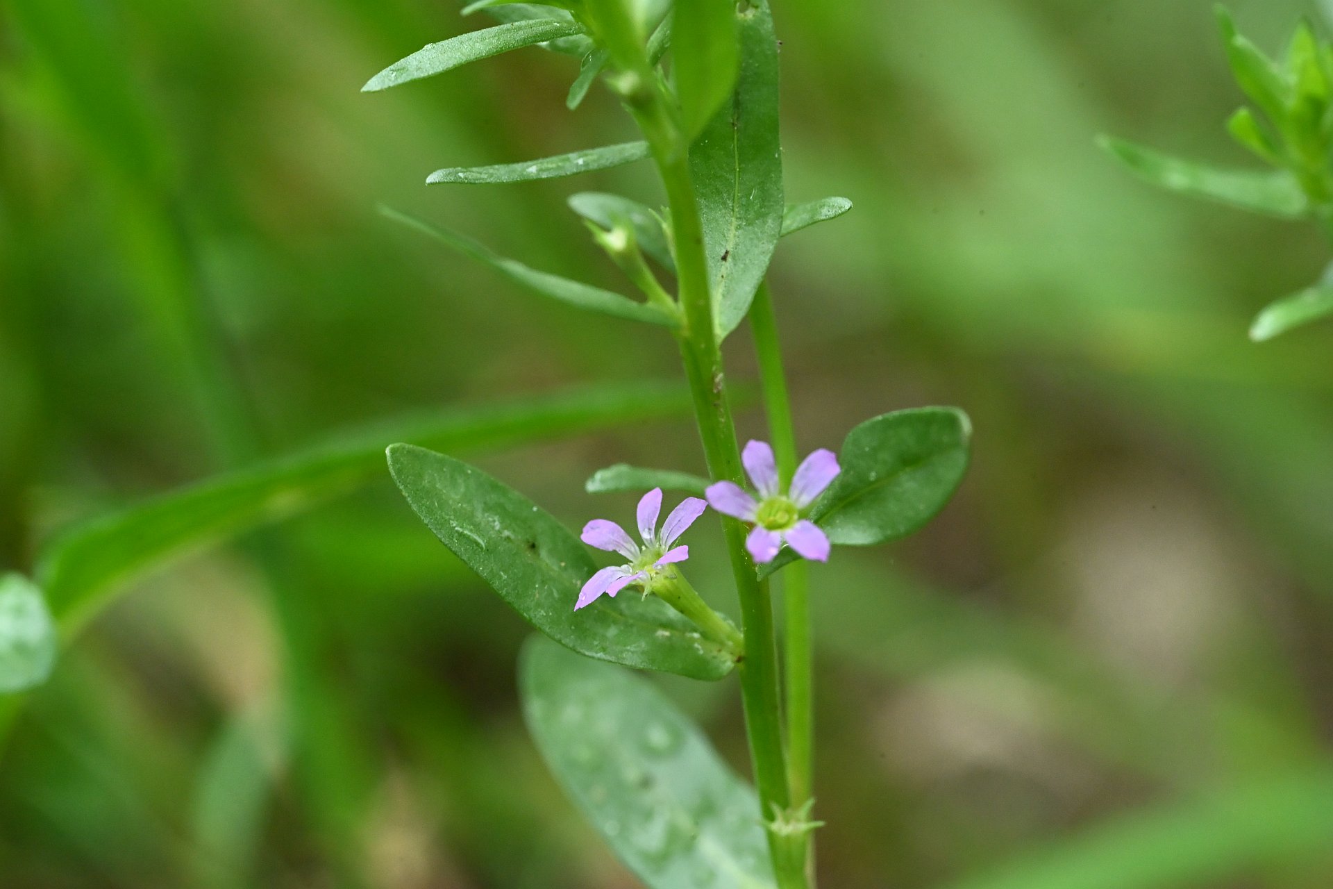 Lythrum hysspifolia