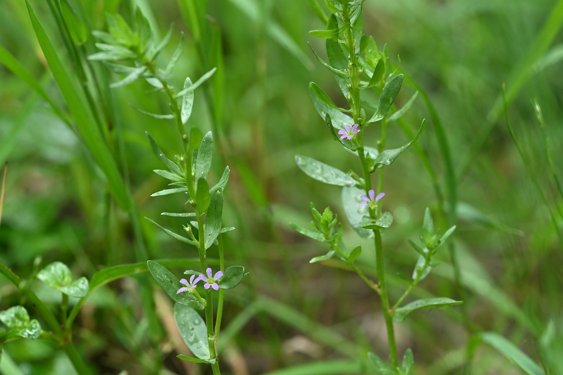 Lythrum hyssopifolia