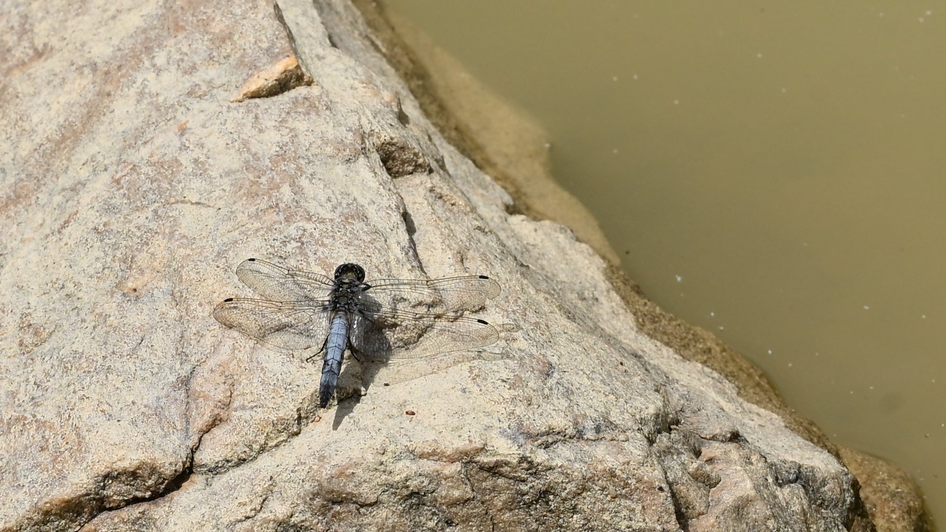 Orthetrum