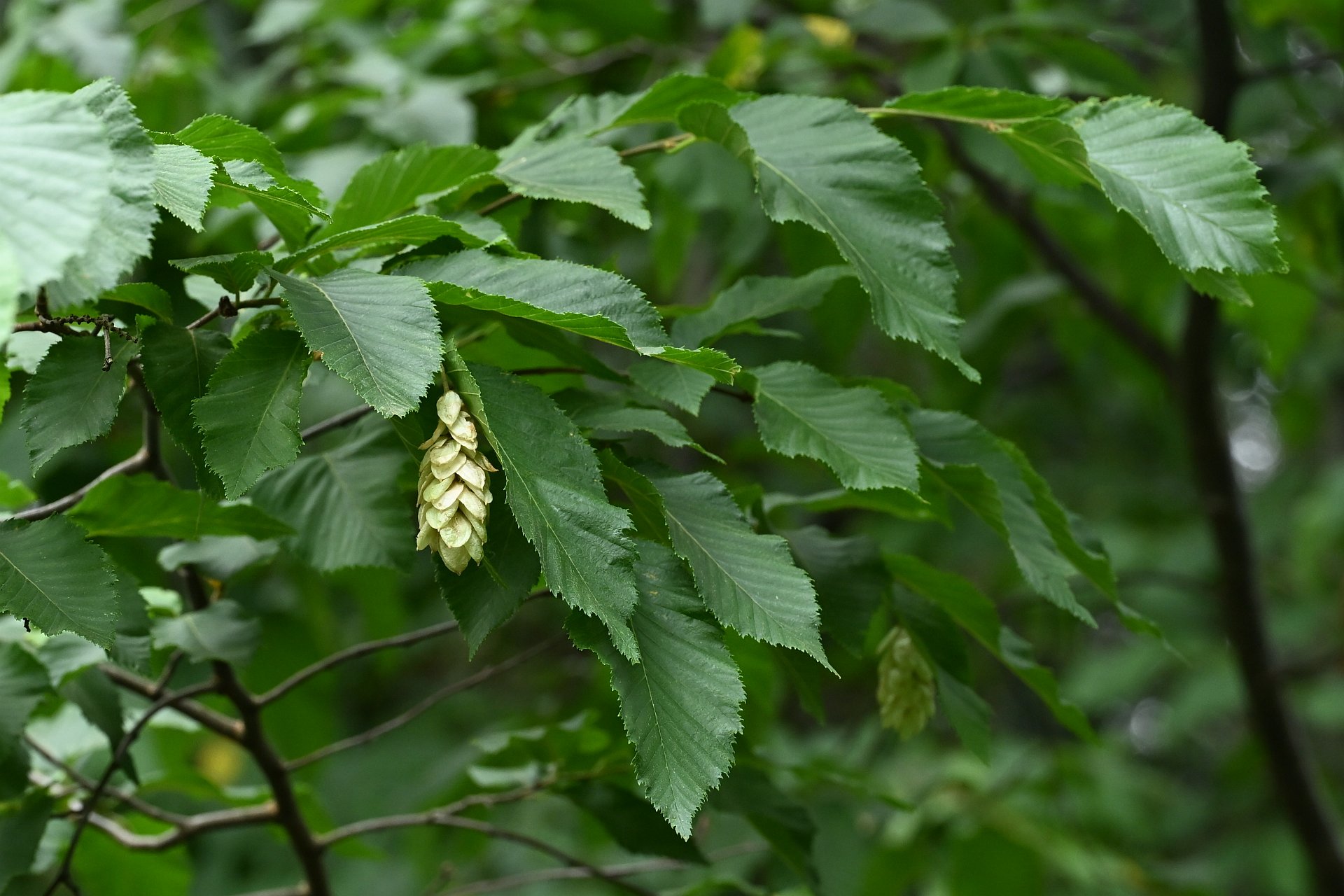 Ostrya carpinifolia