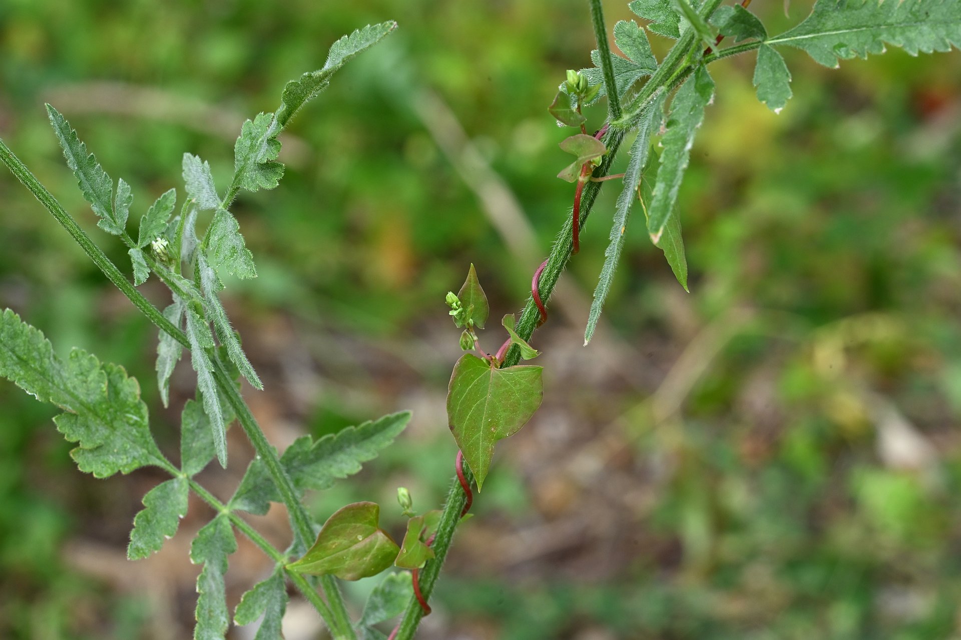 Polygonatum convolvulus