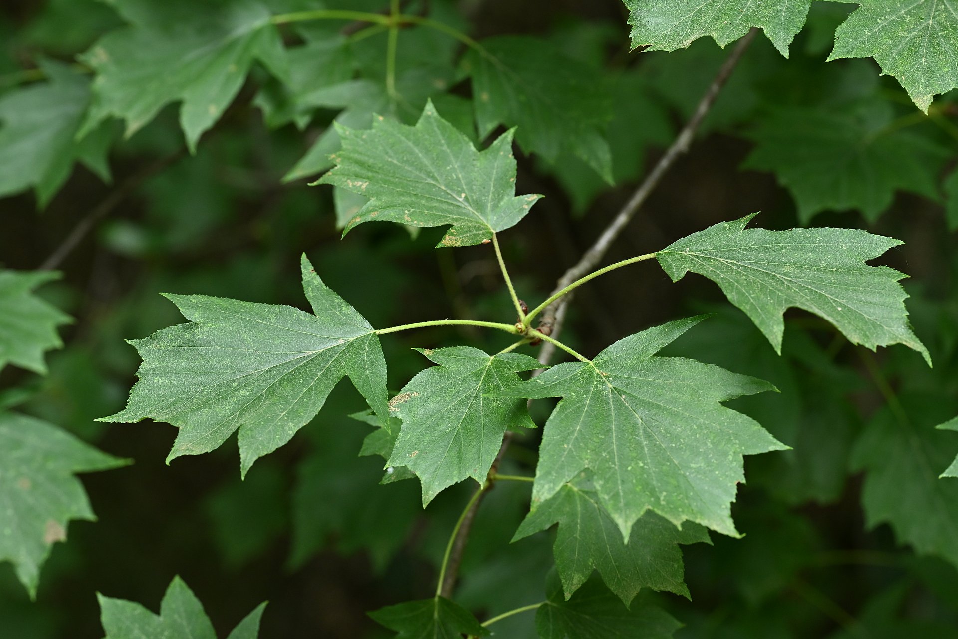 Sorbus torminalis