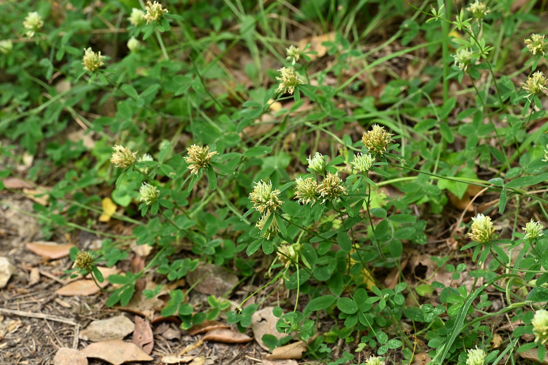 Trifolium ochroleucum