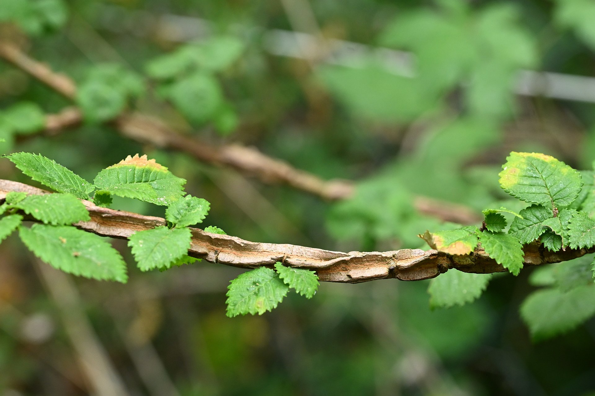 Ulmus minor suberosa