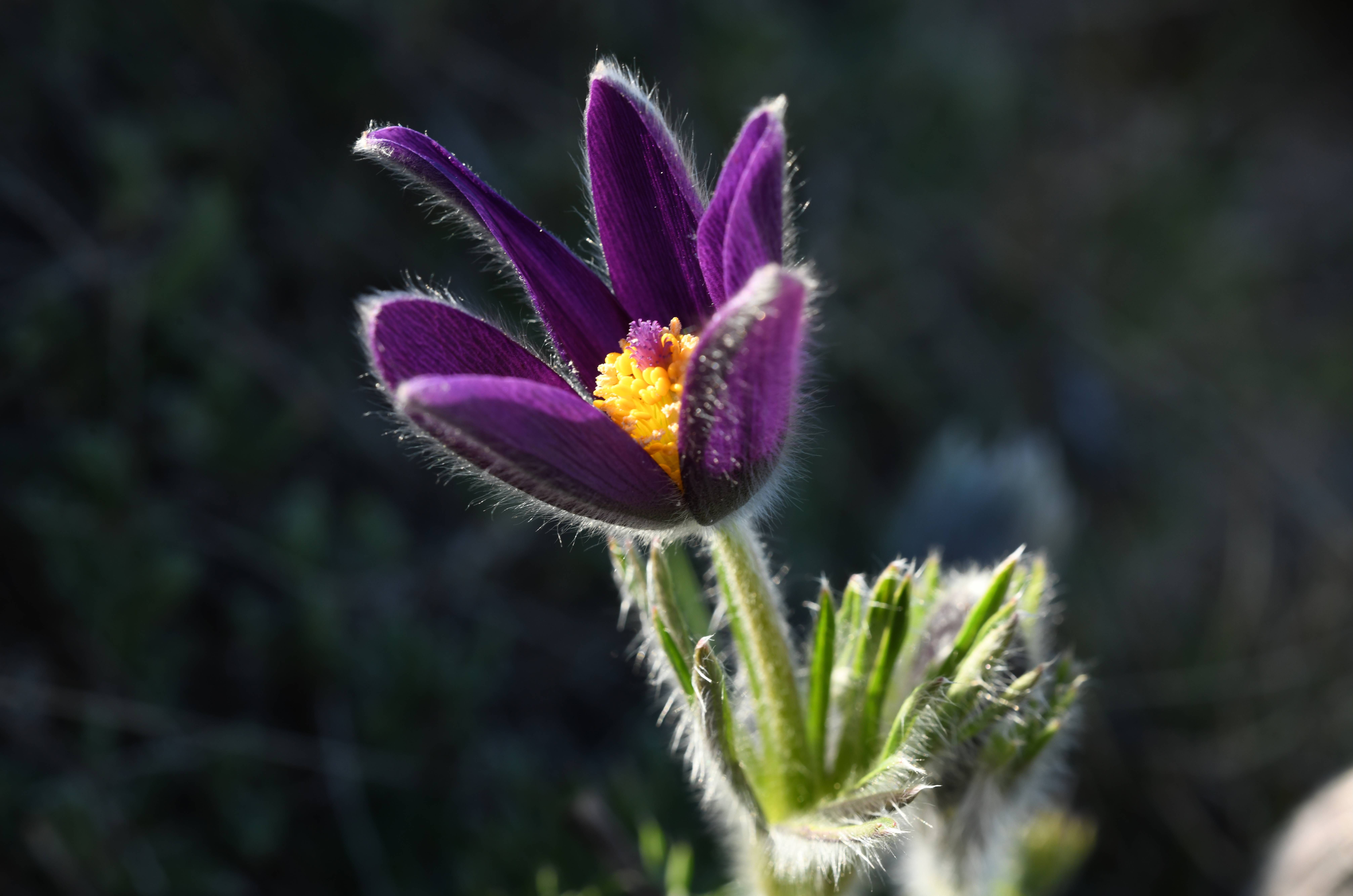 Pulsatilla vulgaris cliché Daniel NARDIN