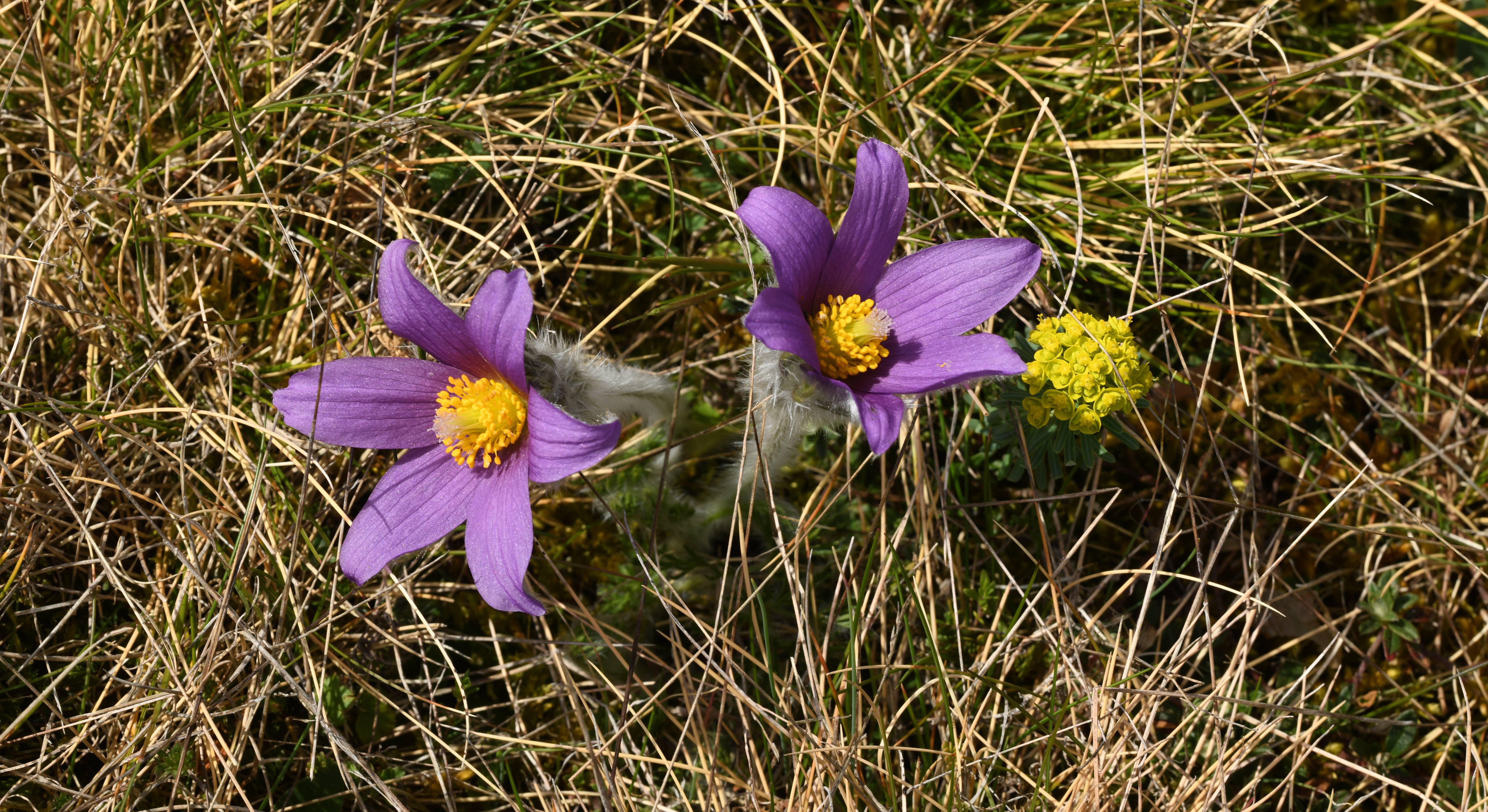P.vulgaris cliché Daniel NARDIN