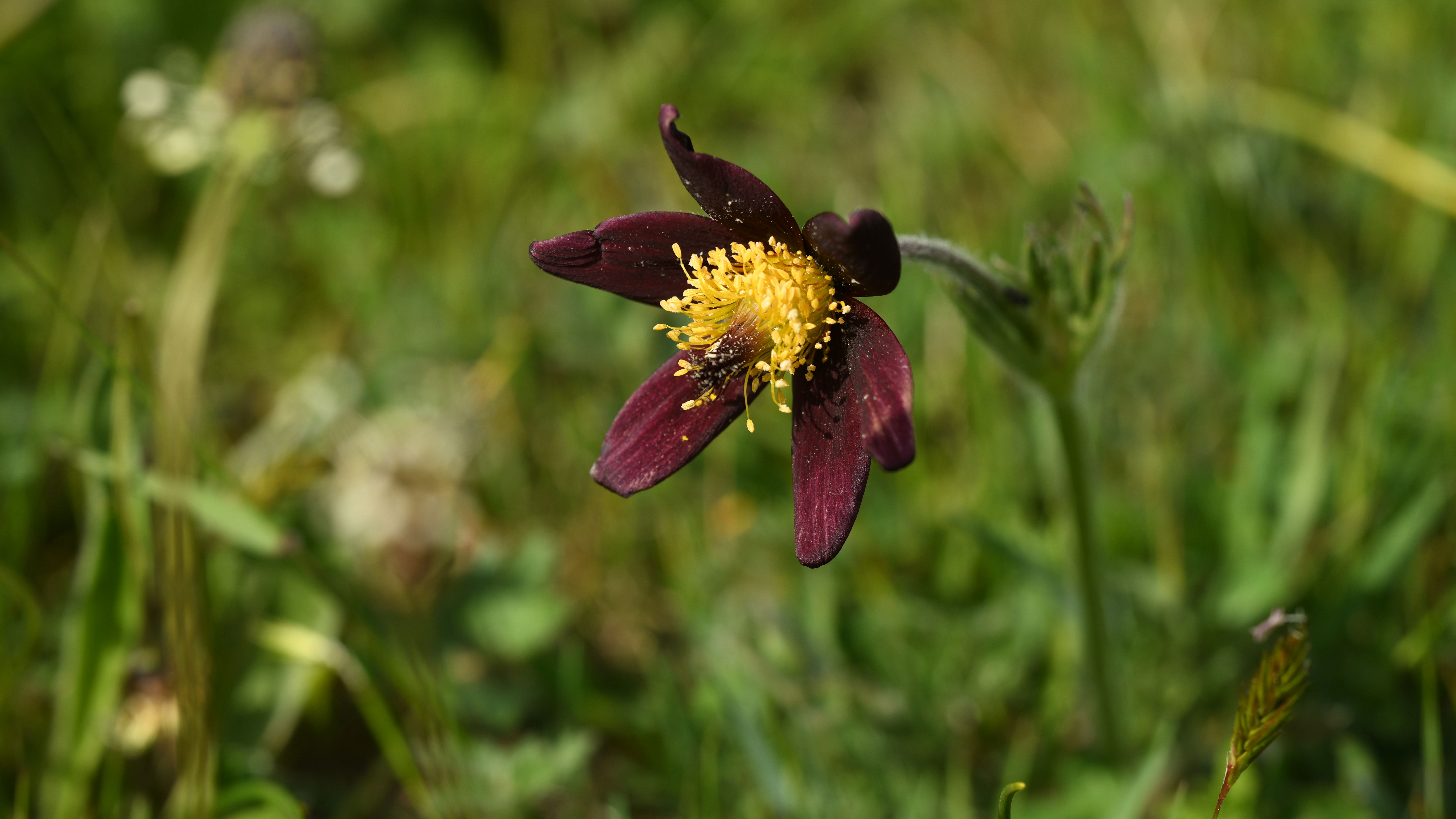 P.rubra Coiron cliché Daniel NARDIN