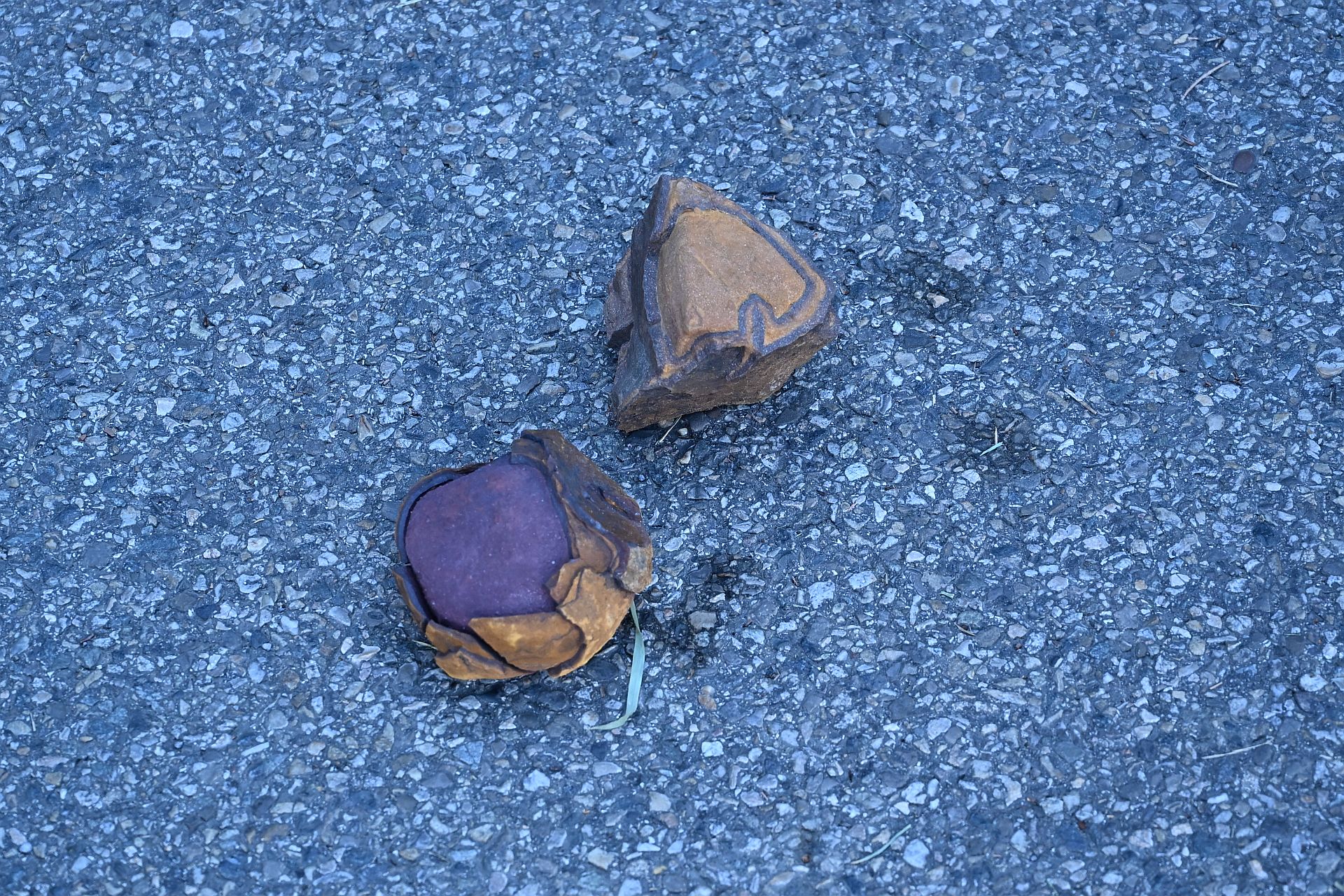 galets ferrugineux dans le conglom�rat carbonif�re