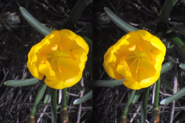 Sternbergia en 3D avec Loreo Macro lens